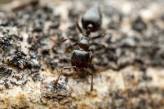 Crematogaster torosa