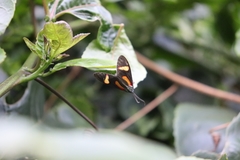 Cyanopepla submacula