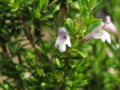 Clinopodium chilense