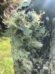 Ramalina sinensis