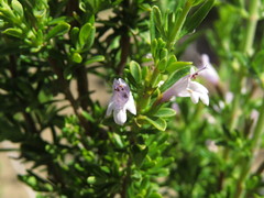Clinopodium chilense