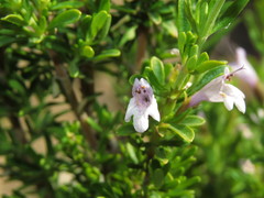 Clinopodium chilense