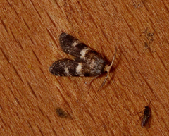 Tanaoctena pygmaeodes