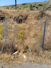 Hypericum perforatum perforatum