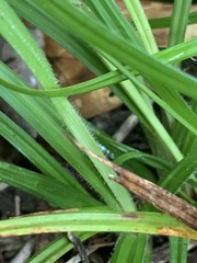 Carex oxylepis