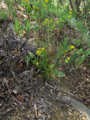 Calceolaria glandulosa