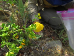 Calceolaria glandulosa