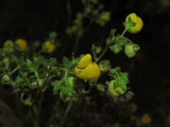Calceolaria glandulosa