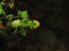 Calceolaria glandulosa