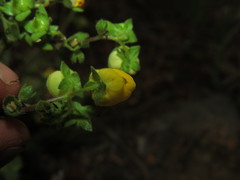 Calceolaria glandulosa
