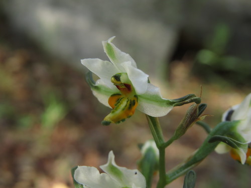 Image of Gavilea longibracteata by (c) Nicolás Lavandero, some rights reserved (CC BY)