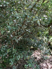 Eugenia reinwardtiana