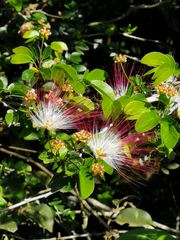 Calliandra tergemina emarginata
