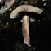 Pluteus minor - Photo (c) Grey Smith, some rights reserved (CC BY), uploaded by Grey Smith