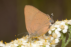 Satyrium auretorum spadix