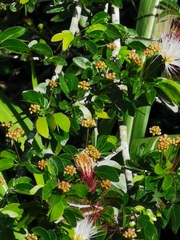 Calliandra tergemina emarginata
