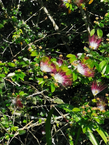 Image of Calliandra tergemina by (c) Juan Carlos Pérez Magaña, some rights reserved (CC BY-SA)