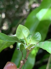 Ixora triantha