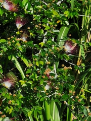 Calliandra tergemina emarginata