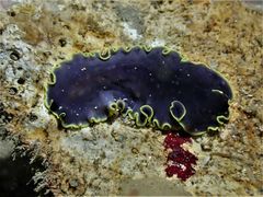 Pseudobiceros flavocanthus