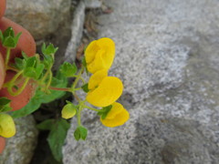 Calceolaria glandulosa