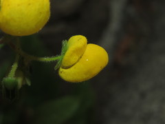 Calceolaria glandulosa
