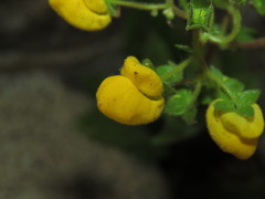 Calceolaria glandulosa