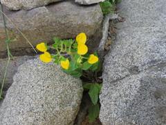 Calceolaria glandulosa
