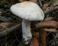 Cortinarius austroalbidus