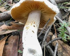Cortinarius austroalbidus