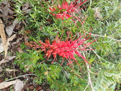 Grevillea bipinnatifida