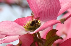 Andrena