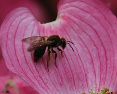 Andrena