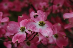 Andrena