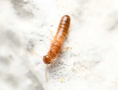 Cryptotermes cavifrons