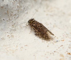 Echmepteryx