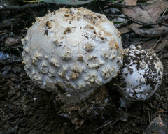 Amanita ananiceps