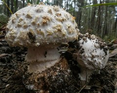 Amanita ananiceps