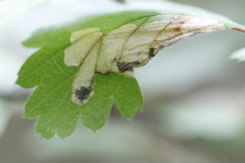 Purplish Birch-miner Moth photo 2