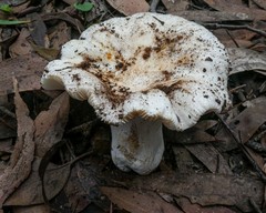Russula neerimea