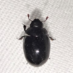 Nosodendron unicolor