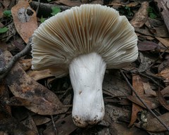 Russula neerimea