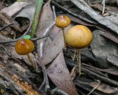 Psilocybe alutacea