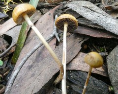 Psilocybe alutacea