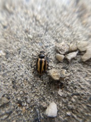 Hippodamia falcigera