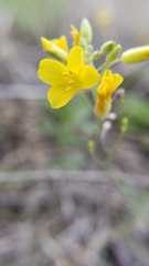 Physaria filiformis