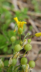 Physaria filiformis