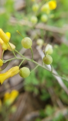 Physaria filiformis