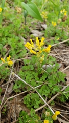 Physaria filiformis