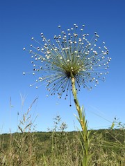 Paepalanthus chiquitensis